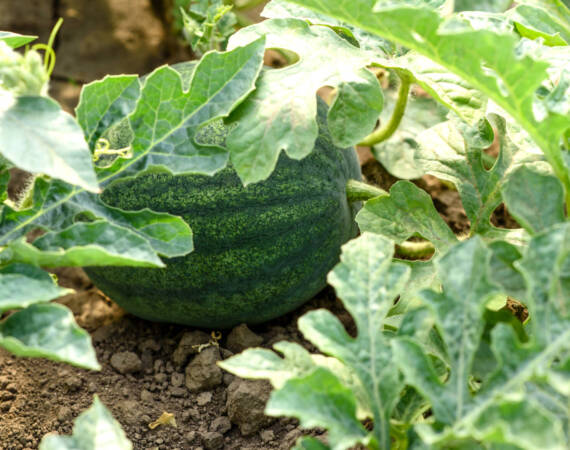 Green bright bush leaves and watermelon fruits