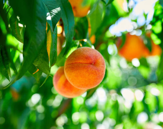 Peaches on the tree, Ripe summer peaches growing in a orchard