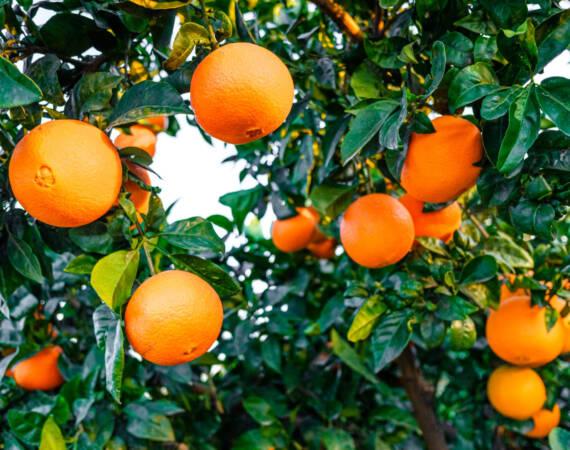 Ripe oranges on a citrus tree in a Mediterranean orchard.