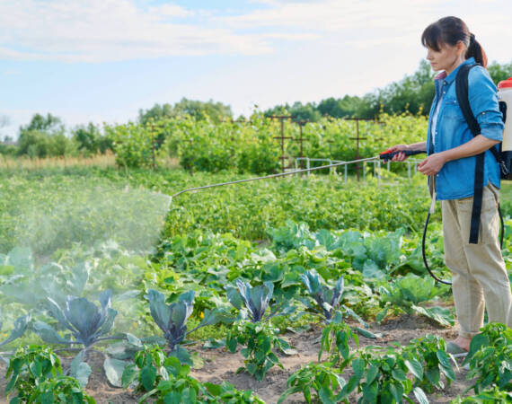 Gardener farmer woman with spray backpack spraying blue cabbage plants in garden. Treatment of young plants against fungal diseases, pest parasites, insect pests