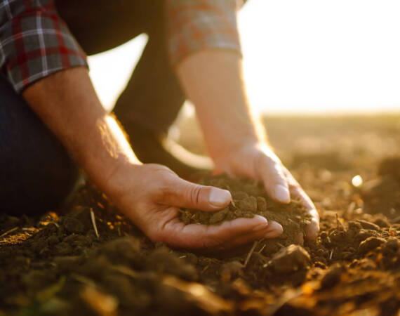 Male hands touching soil on the field. Expert hand of farmer checking soil health before growth.