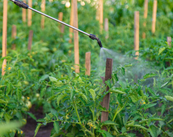 Spraying tomatoes in the garden. Selective focus. Nature.