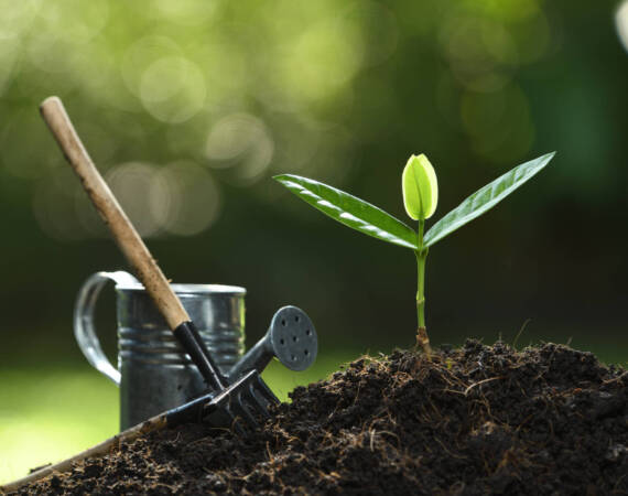 Young plant with gardent tools in the morning light on nature background